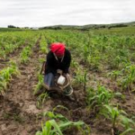 The land bill examined in committee