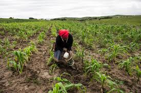 The land bill examined in committee